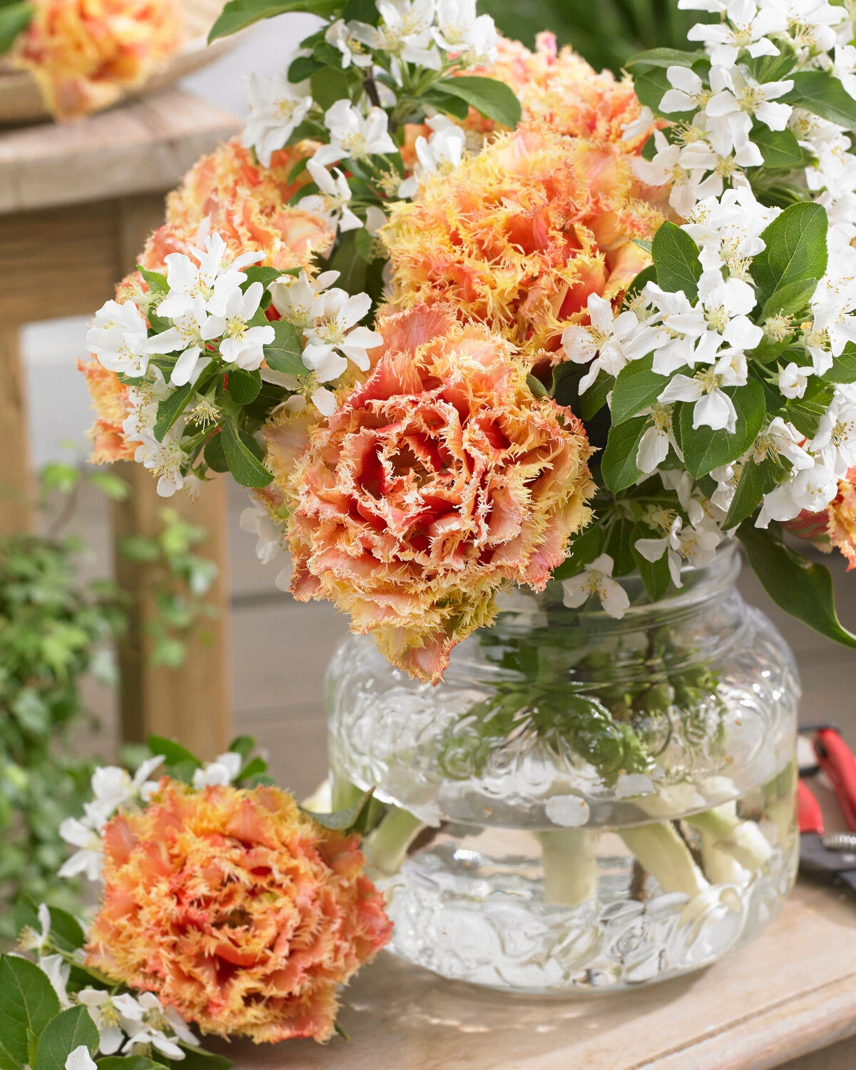 Tulip 'Brisbane' 13 Tulip 'Brisbane' - Image 11