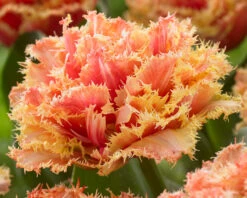 Tulip 'Brisbane' 27 Tulip 'Brisbane' -Beauty Flowers Shop tulip brisbane 6