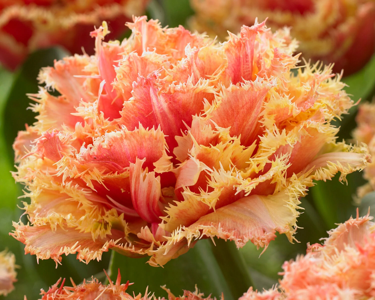 Tulip 'Brisbane' 14 Tulip 'Brisbane' - Image 12