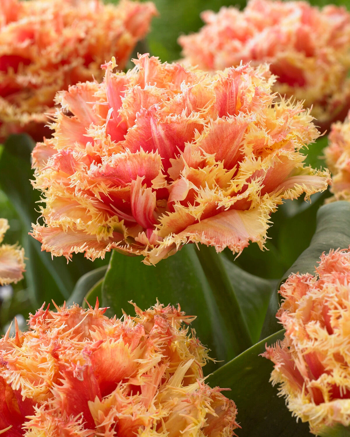 Tulip 'Brisbane' 3 Tulip 'Brisbane'