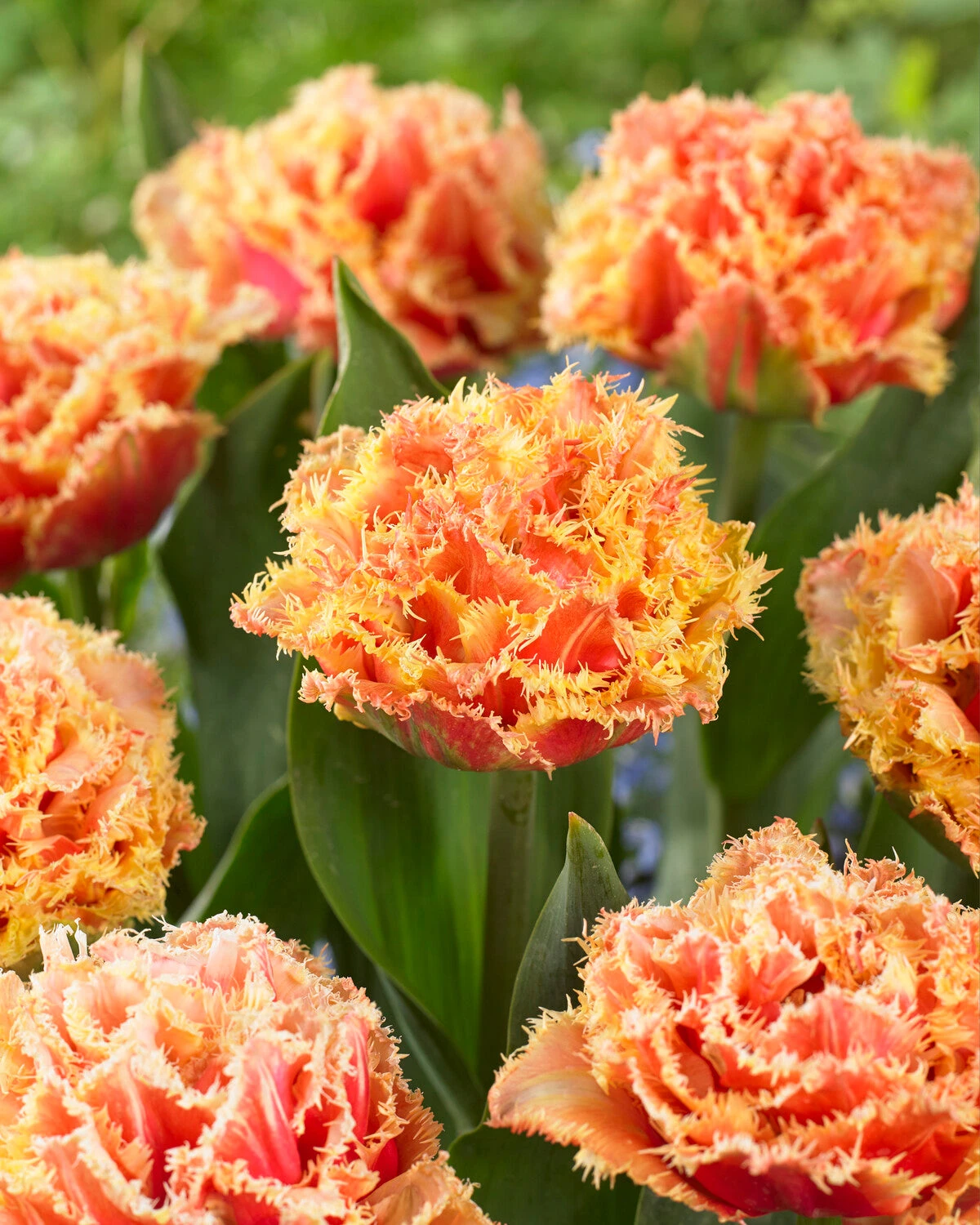 Tulip 'Brisbane' 15 Tulip 'Brisbane' - Image 13