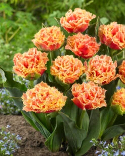 Tulip 'Brisbane' 19 Tulip 'Brisbane' -Beauty Flowers Shop tulip brisbane 9