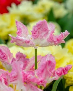 Tulip 'Cabanna' 14 Tulip 'Cabanna' -Beauty Flowers Shop tulip cabanna 1