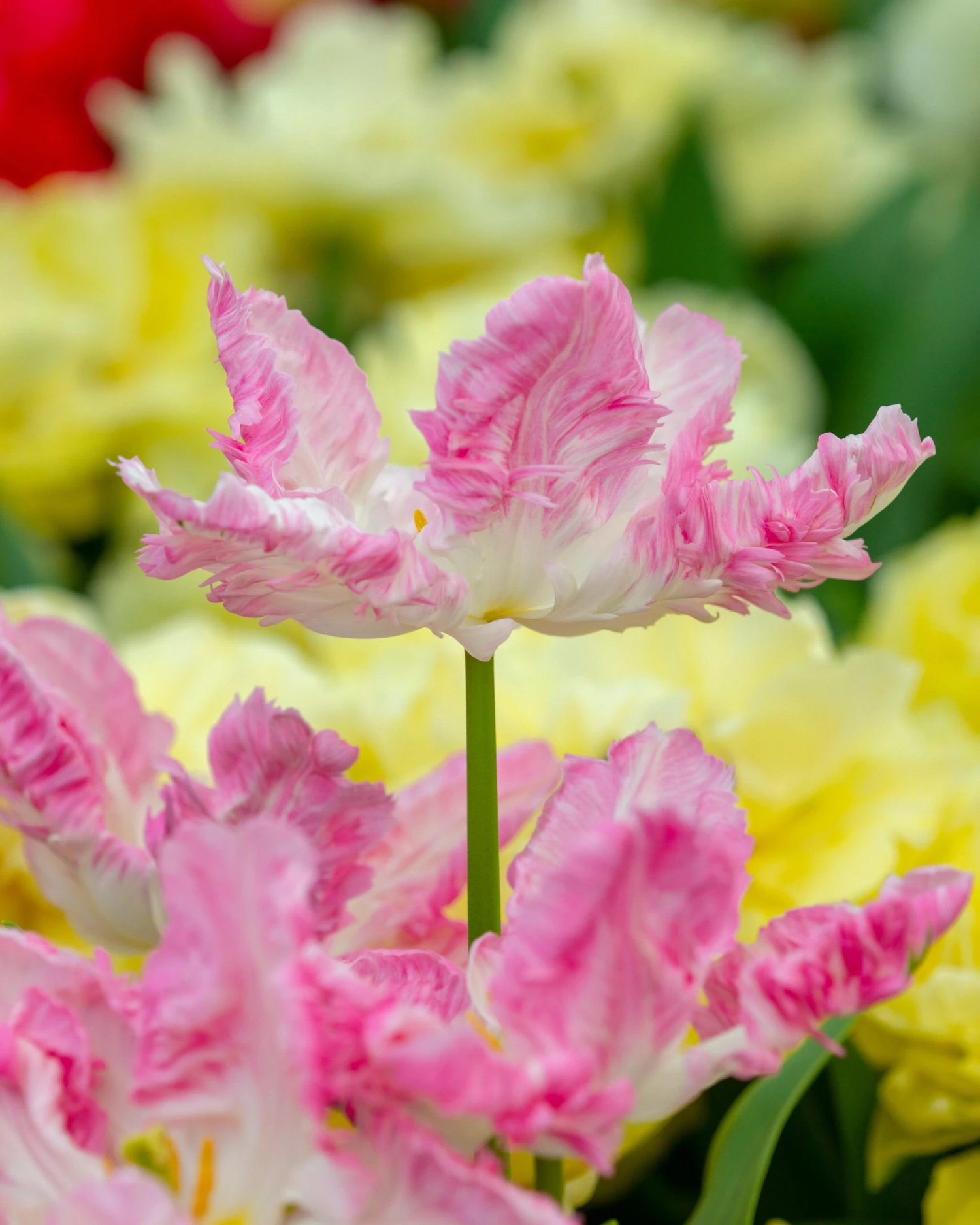 Tulip 'Cabanna' 5 Tulip 'Cabanna' - Image 3