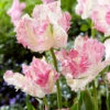 Tulip 'Cabanna' 1 Tulip 'Cabanna' -Beauty Flowers Shop tulip cabanna 9