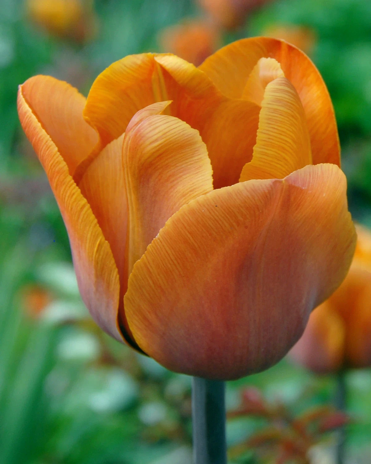 Tulip 'Cairo' 3 Tulip 'Cairo'
