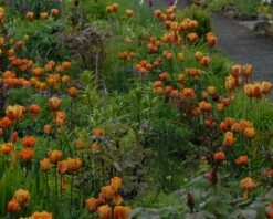 Tulip 'Cairo' 17 Tulip 'Cairo' -Beauty Flowers Shop tulip cairo 1