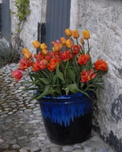 Tulip 'Cairo' 25 Tulip 'Cairo' -Beauty Flowers Shop tulip cairo 11