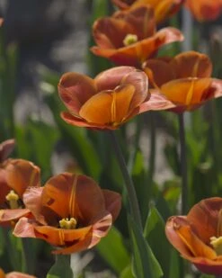 Tulip 'Cairo' 26 Tulip 'Cairo' -Beauty Flowers Shop tulip cairo 12