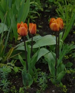 Tulip 'Cairo' 27 Tulip 'Cairo' -Beauty Flowers Shop tulip cairo 13