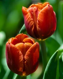 Tulip 'Cairo' 16 Tulip 'Cairo' -Beauty Flowers Shop tulip cairo 14