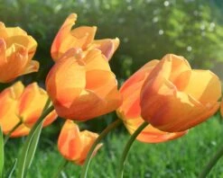 Tulip 'Cairo' 20 Tulip 'Cairo' -Beauty Flowers Shop tulip cairo 16