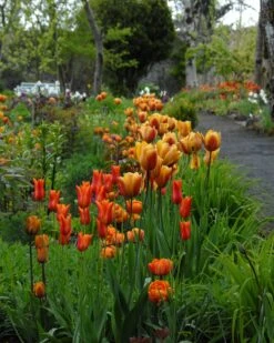 Tulip 'Cairo' 18 Tulip 'Cairo' -Beauty Flowers Shop tulip cairo 2