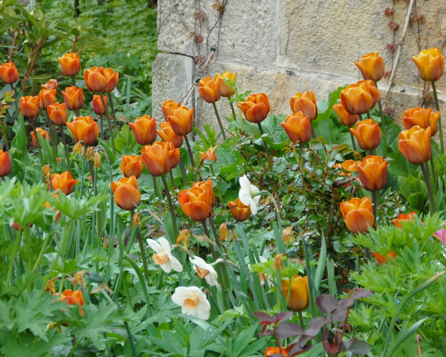 Tulip 'Cairo' 7 Tulip 'Cairo' - Image 5