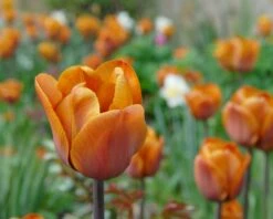 Tulip 'Cairo' 23 Tulip 'Cairo' -Beauty Flowers Shop tulip cairo 5