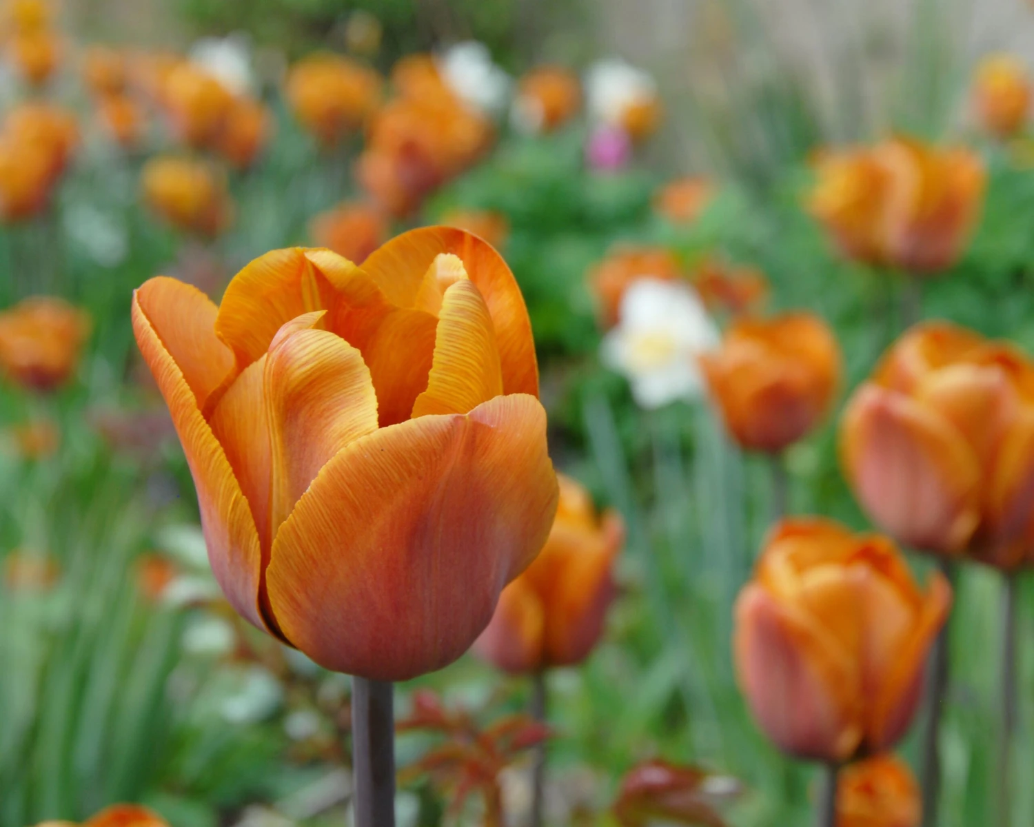 Tulip 'Cairo' 11 Tulip 'Cairo' - Image 9