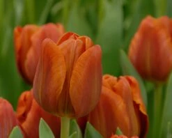 Tulip 'Cairo' 21 Tulip 'Cairo' -Beauty Flowers Shop tulip cairo 6