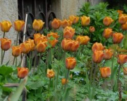 Tulip 'Cairo' 22 Tulip 'Cairo' -Beauty Flowers Shop tulip cairo 8