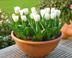 Tulip 'Calgary' -Beauty Flowers Shop tulip calgary 1