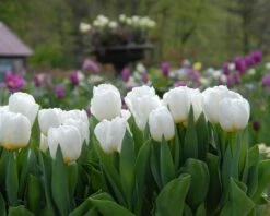 Tulip 'Calgary' -Beauty Flowers Shop tulip calgary 2 617483de 3449 4b9c b27a cfe39df16f04