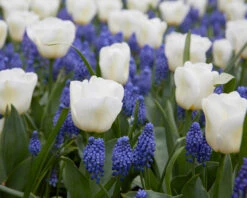 Tulip 'Calgary' -Beauty Flowers Shop tulip calgary 3 6a3df726 ff47 47b7 af7e 8fac519156fc