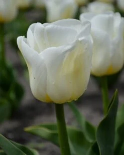 Tulip 'Calgary' -Beauty Flowers Shop tulip calgary 4