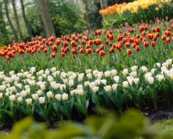 Tulip 'Calgary' -Beauty Flowers Shop tulip calgary 6