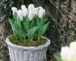 Tulip 'Calgary' -Beauty Flowers Shop tulip calgary 7