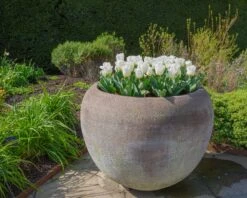 Tulip 'Calgary' -Beauty Flowers Shop tulip calgary 8