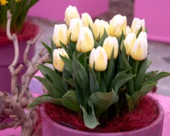 Tulip 'Calgary Flames' 20 Tulip 'Calgary Flames' -Beauty Flowers Shop tulip calgary flames 1