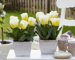 Tulip 'Calgary Flames' 24 Tulip 'Calgary Flames' -Beauty Flowers Shop tulip calgary flames 10