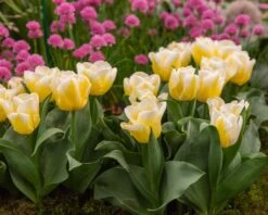 Tulip 'Calgary Flames' 21 Tulip 'Calgary Flames' -Beauty Flowers Shop tulip calgary flames 12