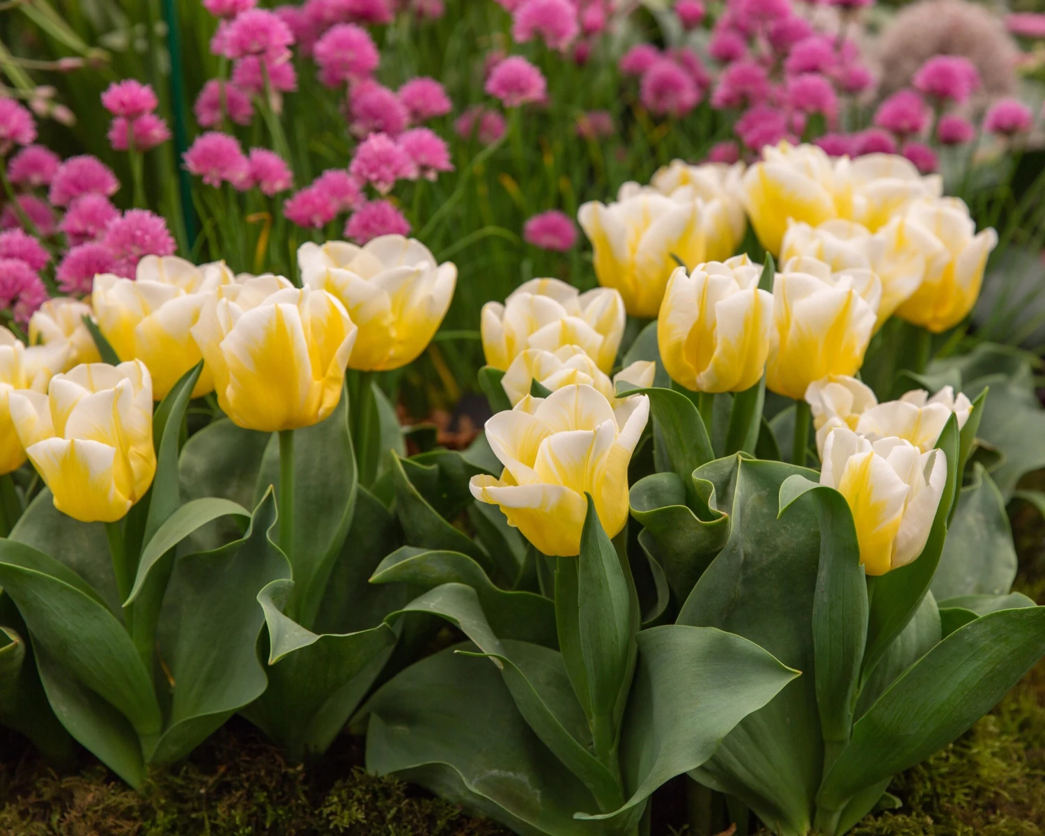 Tulip 'Calgary Flames' 9 Tulip 'Calgary Flames' - Image 7