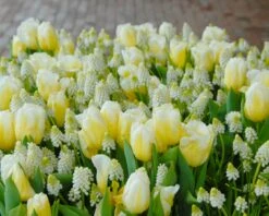 Tulip 'Calgary Flames' 19 Tulip 'Calgary Flames' -Beauty Flowers Shop tulip calgary flames 13