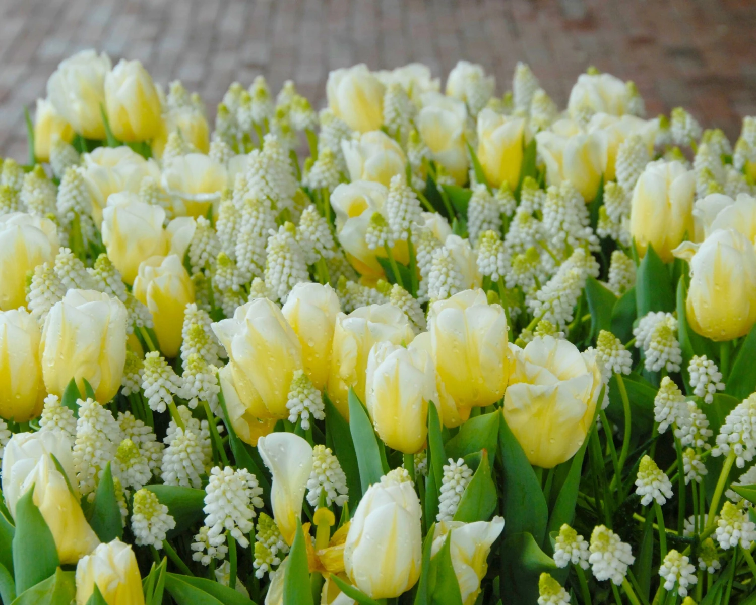 Tulip 'Calgary Flames' 7 Tulip 'Calgary Flames' - Image 5