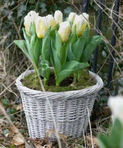 Tulip 'Calgary Flames' 17 Tulip 'Calgary Flames' -Beauty Flowers Shop tulip calgary flames 2