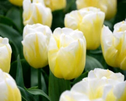 Tulip 'Calgary Flames' 18 Tulip 'Calgary Flames' -Beauty Flowers Shop tulip calgary flames 3