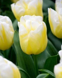 Tulip 'Calgary Flames' 22 Tulip 'Calgary Flames' -Beauty Flowers Shop tulip calgary flames 4