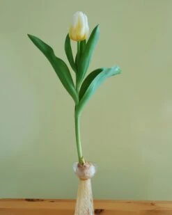 Tulip 'Calgary Flames' 23 Tulip 'Calgary Flames' -Beauty Flowers Shop tulip calgary flames 5