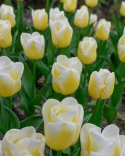 Tulip 'Calgary Flames' 25 Tulip 'Calgary Flames' -Beauty Flowers Shop tulip calgary flames 7