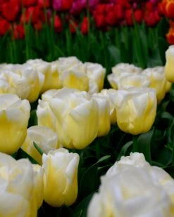 Tulip 'Calgary Flames' 26 Tulip 'Calgary Flames' -Beauty Flowers Shop tulip calgary flames 8