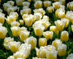 Tulip 'Calgary Flames' 27 Tulip 'Calgary Flames' -Beauty Flowers Shop tulip calgary flames 9