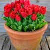 Tulip 'Calgary Red' 1 Tulip 'Calgary Red' -Beauty Flowers Shop tulip calgary red 1
