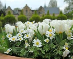 Tulip 'Calgary' -Beauty Flowers Shop tulip calgary1 1