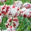 Tulip 'Carnaval De Nice' 1 Tulip 'Carnaval De Nice' -Beauty Flowers Shop tulip carnaval de nice 2