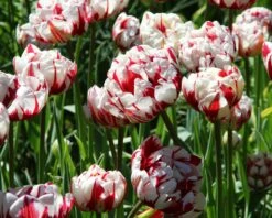 Tulip 'Carnaval De Nice' 11 Tulip 'Carnaval De Nice' -Beauty Flowers Shop tulip carnaval de nice 3 3cf991a6 f85b 490c ba86 e8bd6b2de4c0