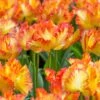 Tulip 'Caribbean Parrot' 2 Tulip 'Caribbean Parrot' -Beauty Flowers Shop tulip carribean parrot 1