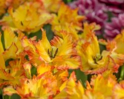 Tulip 'Caribbean Parrot' 16 Tulip 'Caribbean Parrot' -Beauty Flowers Shop tulip carribean parrot 3