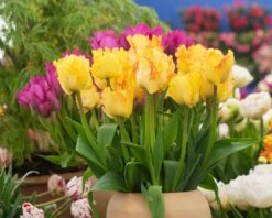 Tulip 'Caribbean Parrot' 15 Tulip 'Caribbean Parrot' -Beauty Flowers Shop tulip carribean parrot 5
