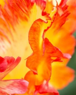 Tulip 'Caribbean Parrot' 14 Tulip 'Caribbean Parrot' -Beauty Flowers Shop tulip carribean parrot 7